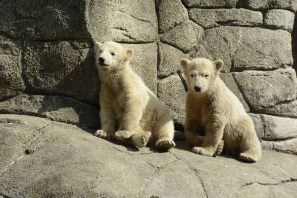 Shangrala's Polar Bear Twins