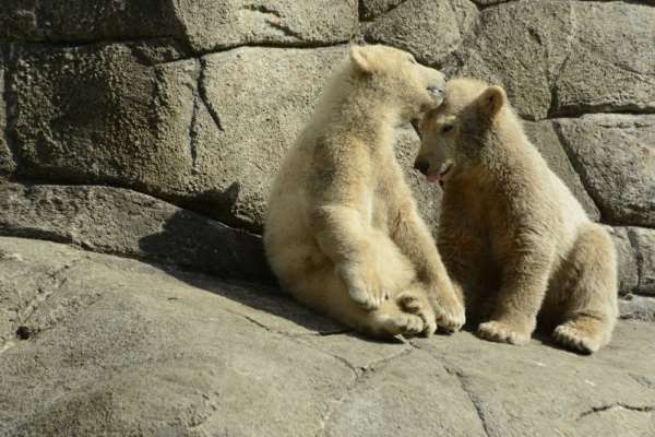 Shangrala's Polar Bear Twins