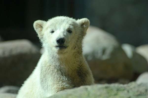 Shangrala's Polar Bear Twins