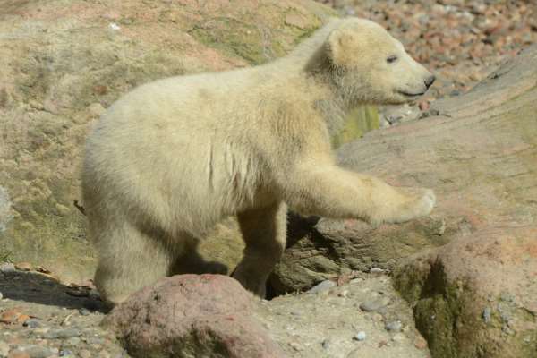 Shangrala's Polar Bear Twins