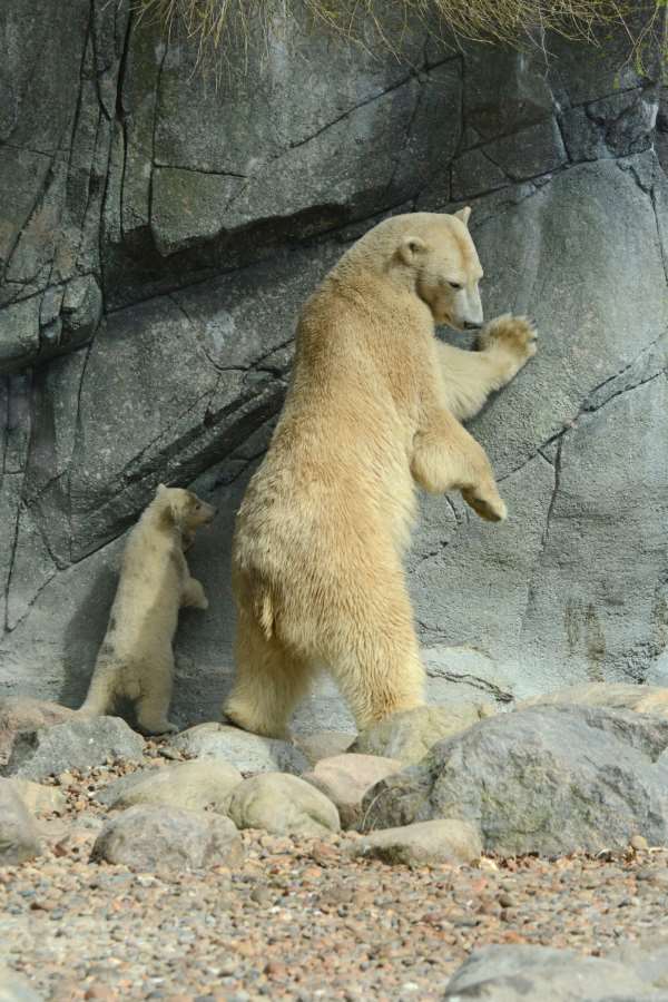 Shangrala's Polar Bear Twins