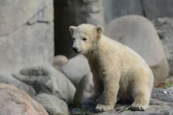 Shangrala's Polar Bear Twins