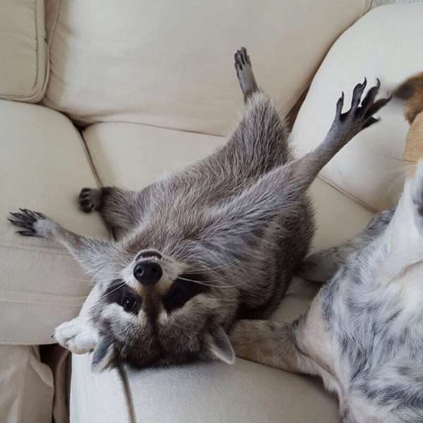 Shangrala's Rescued Raccoon