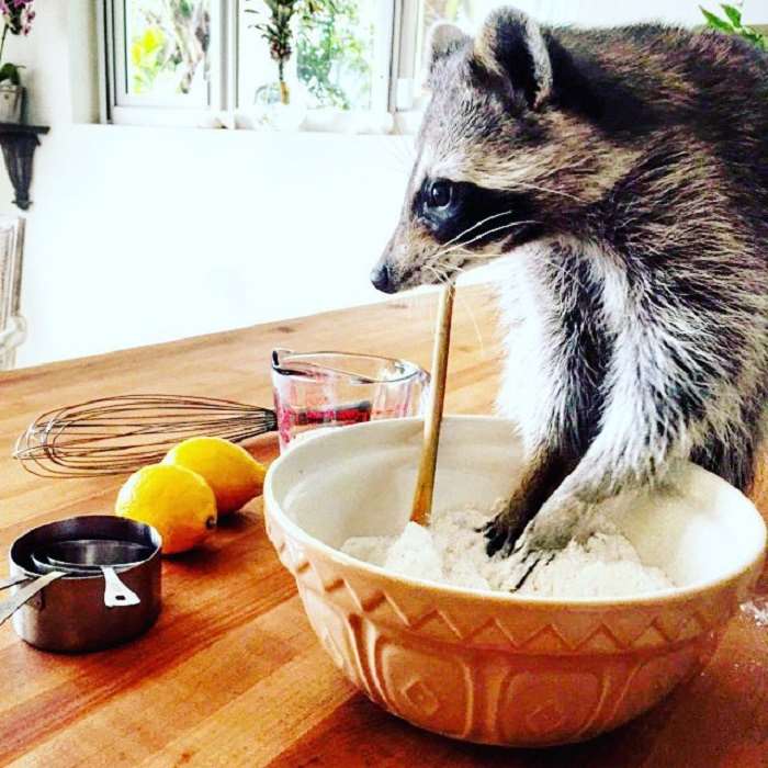 Shangrala's Rescued Raccoon