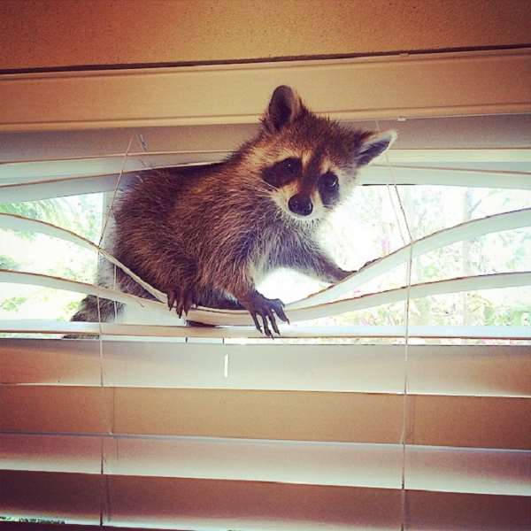 Shangrala's Rescued Raccoon