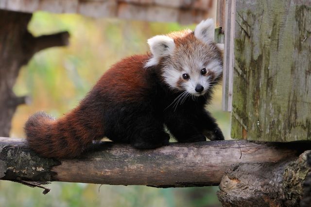 Shangrala's The Red Panda