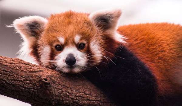 Shangrala's The Red Panda