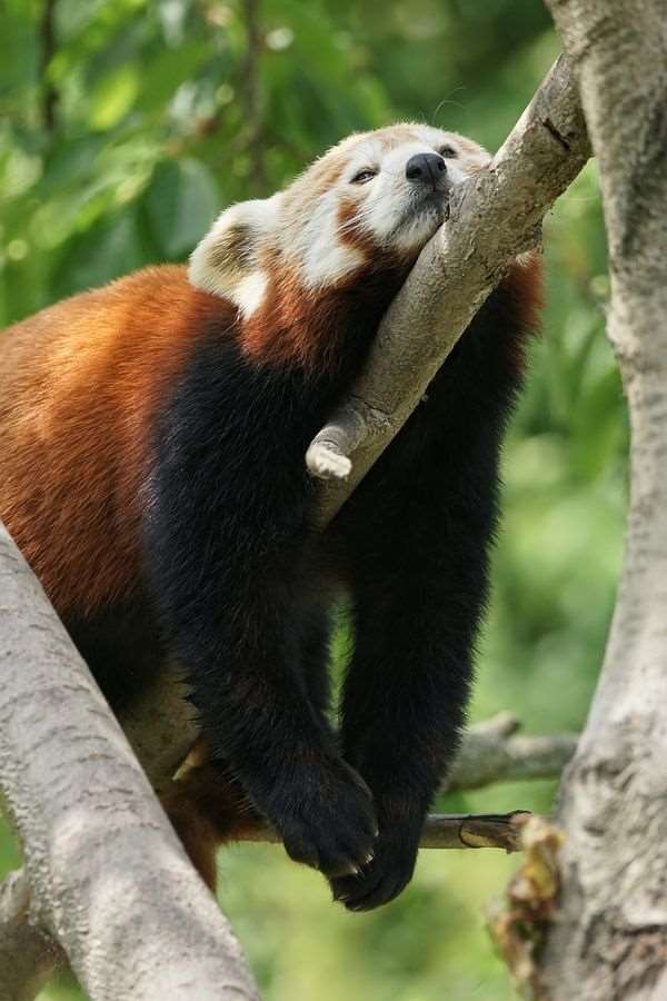 Shangrala's The Red Panda