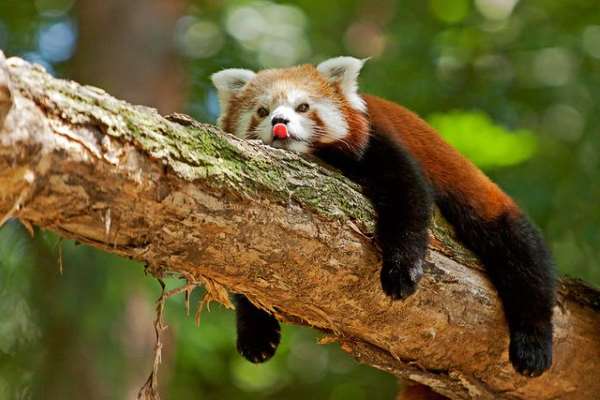 Shangrala's The Red Panda