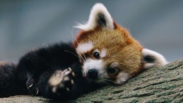 Shangrala's The Red Panda