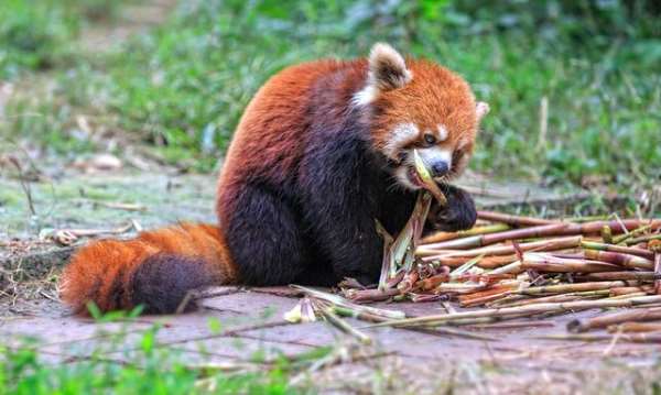 Shangrala's The Red Panda