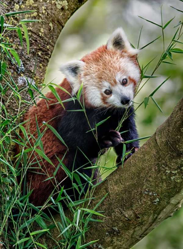 Shangrala's The Red Panda