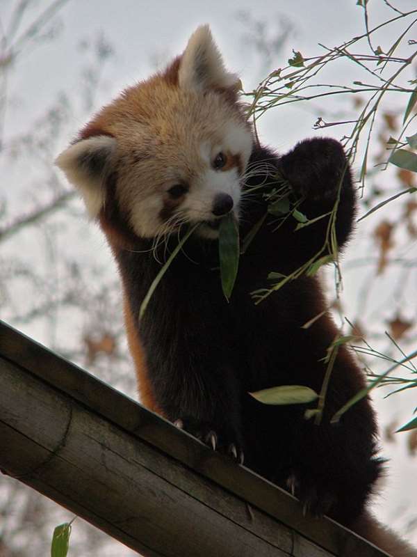 Shangrala's The Red Panda