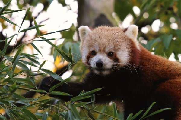 Shangrala's The Red Panda