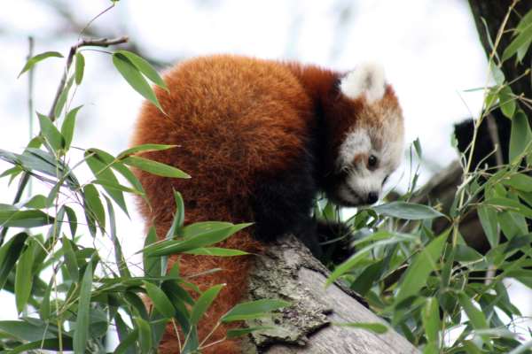 Shangrala's The Red Panda