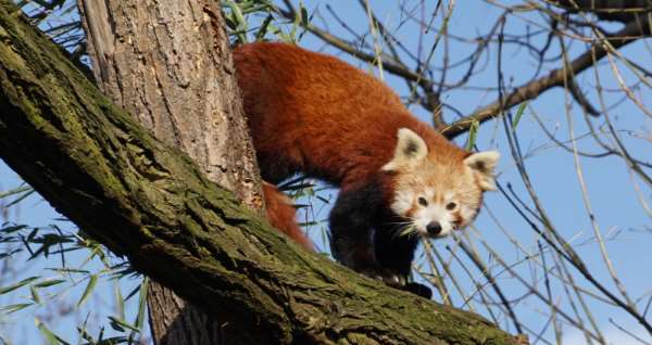 Shangrala's The Red Panda