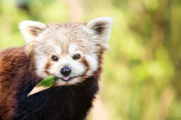 Shangrala's The Red Panda