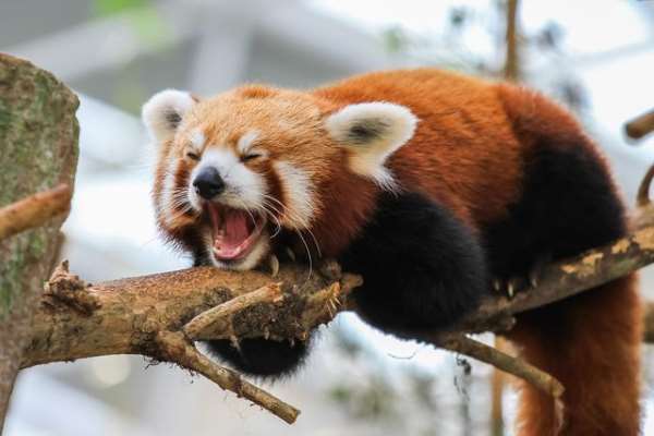 Shangrala's The Red Panda