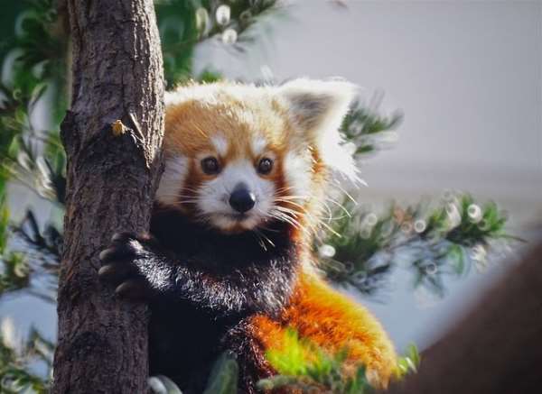 Shangrala's The Red Panda