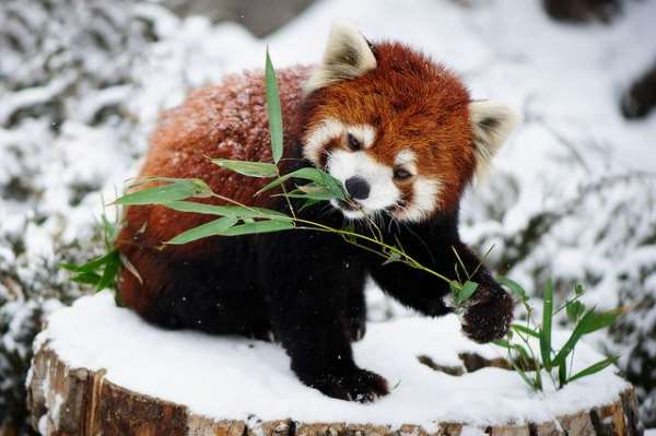 Shangrala's The Red Panda