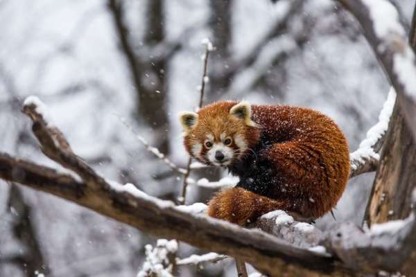 Shangrala's The Red Panda