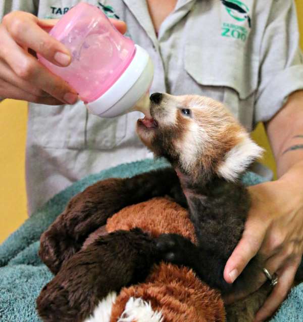 Shangrala's Red Panda Cub