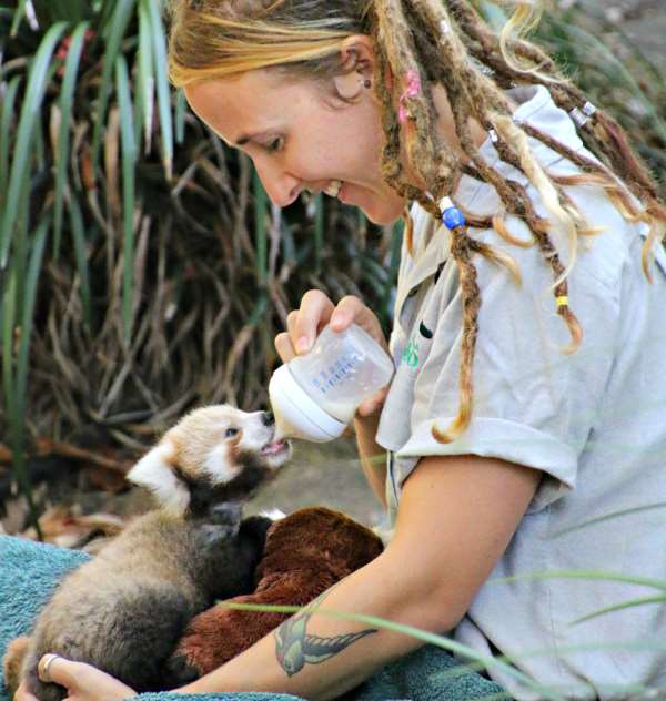 Shangrala's Red Panda Cub