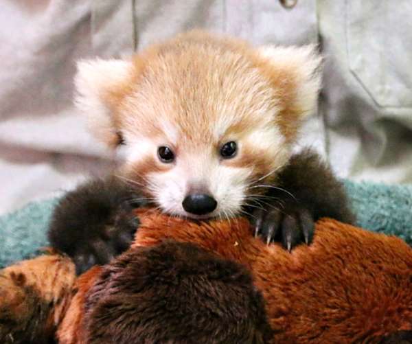 Shangrala's Red Panda Cub