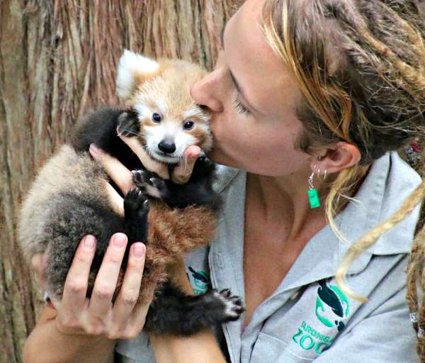 Shangrala's Red Panda Cub