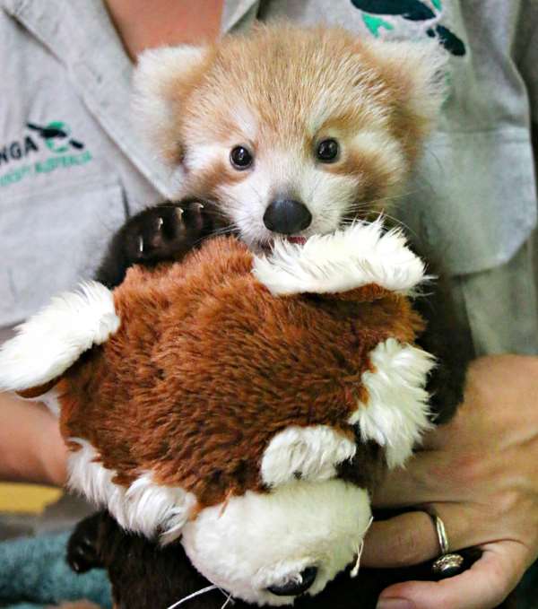 Shangrala's Red Panda Cub