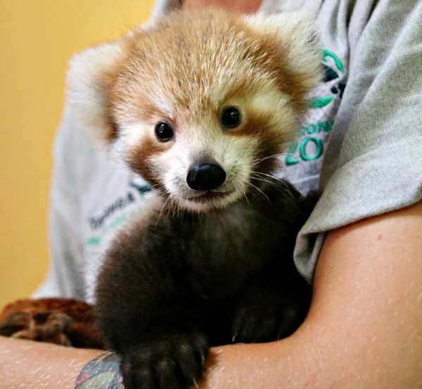 Shangrala's Red Panda Cub