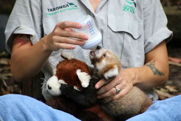 Shangrala's Red Panda Cub