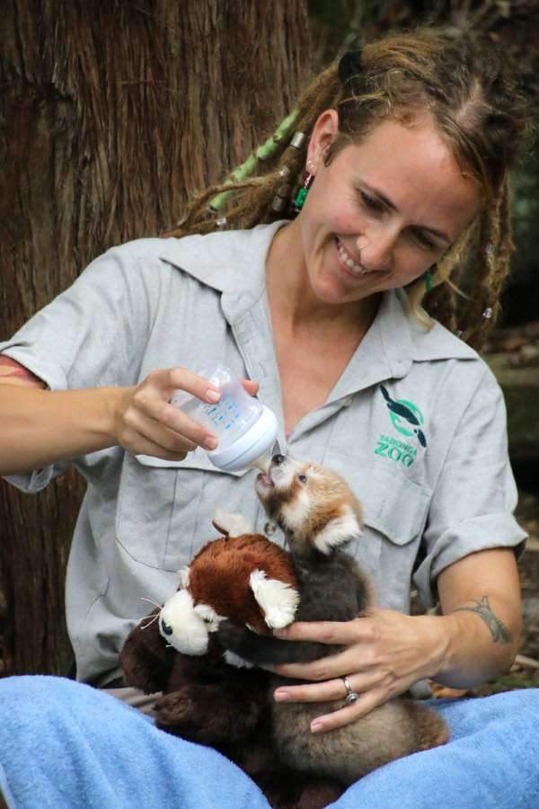 Shangrala's Red Panda Cub