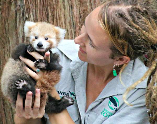 Shangrala's Red Panda Cub