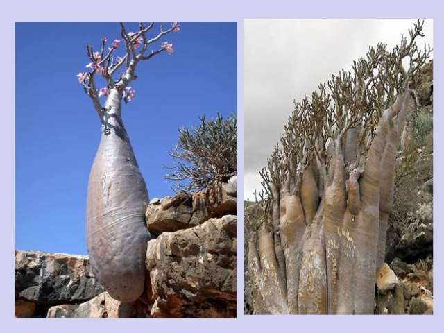 Shangrala's Socotra Island