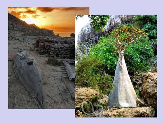 Shangrala's Socotra Island