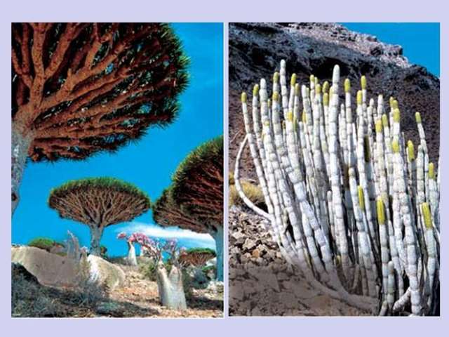 Shangrala's Socotra Island