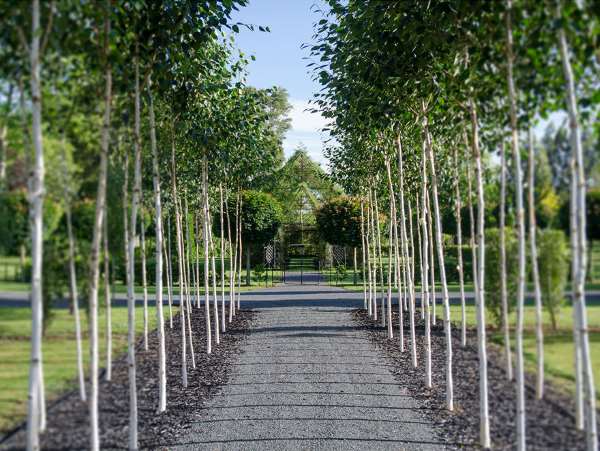 Shangrala's Living Tree Church