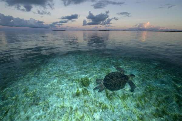 Shangrala's World's Largest Turtle Population