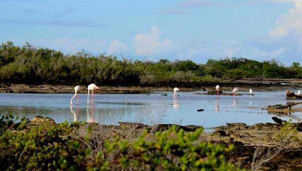 Shangrala's World's Largest Turtle Population