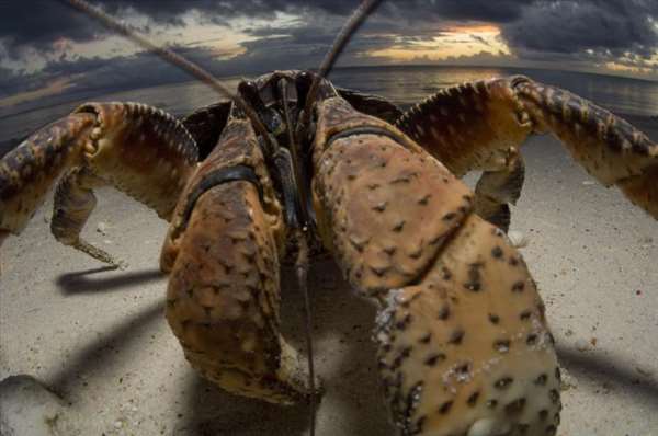 Shangrala's World's Largest Turtle Population