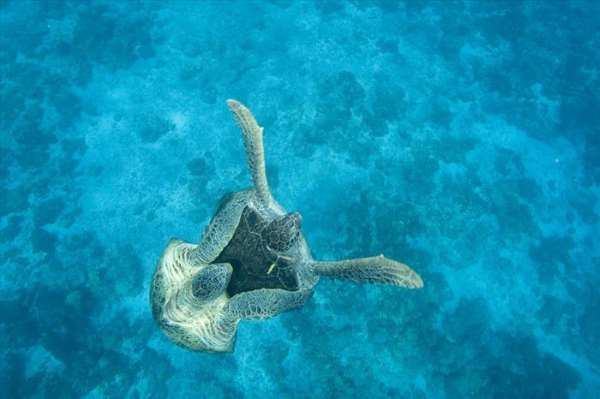 Shangrala's World's Largest Turtle Population