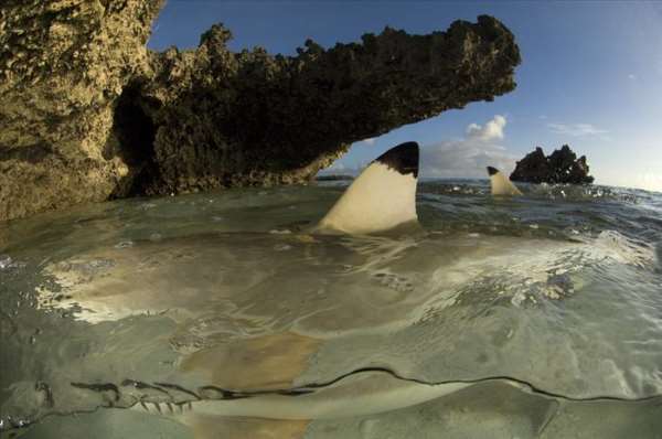 Shangrala's World's Largest Turtle Population