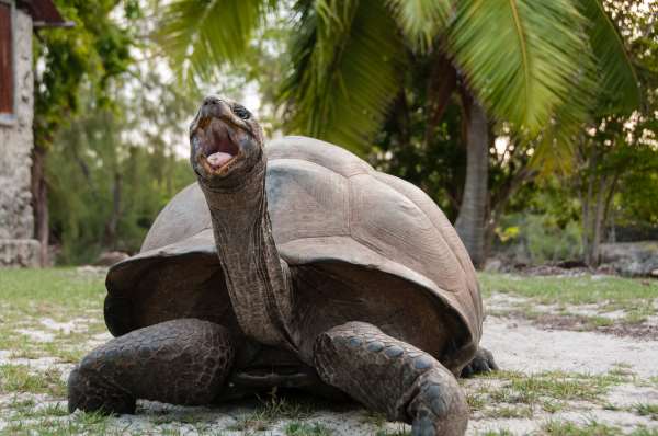 Shangrala's World's Largest Turtle Population