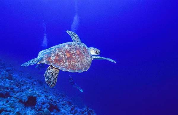 Shangrala's World's Largest Turtle Population