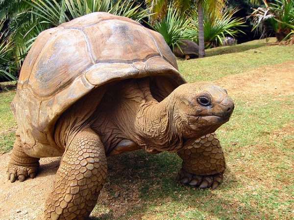 Shangrala's World's Largest Turtle Population