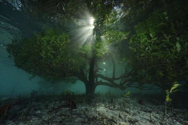 Shangrala's World's Largest Turtle Population