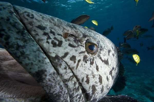 Shangrala's World's Largest Turtle Population