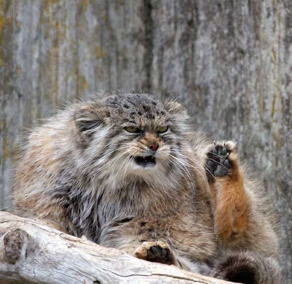 Shangrala's World's Most Expressive Cat