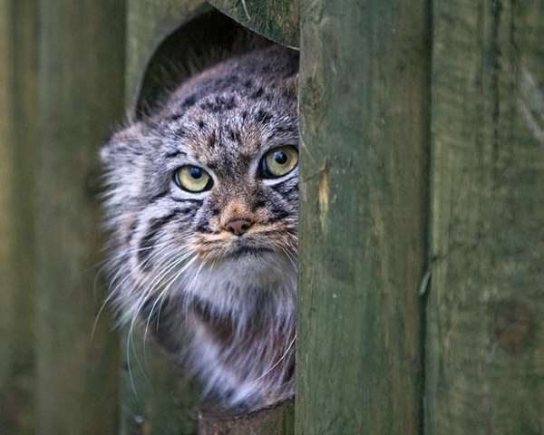 Shangrala's World's Most Expressive Cat